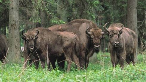 Bialowieza National Park - Bison's Reserve